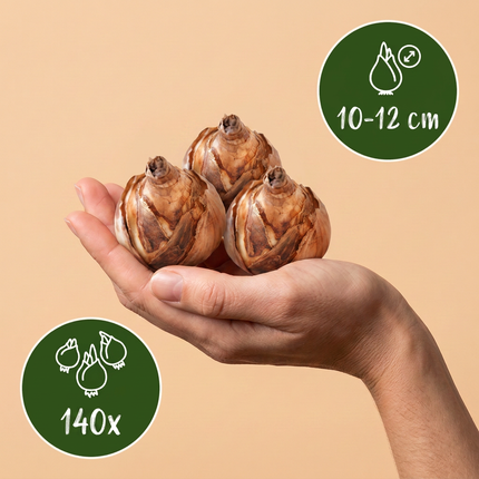 140x Bulb Sunny Garden - Flower bulbs - Sunny garden bulb - Miscellaneous - Summer bloomer - Bulb size 10/12