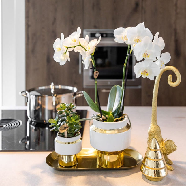 Kolibri Orchids | Gift Set Le Chic Goud - Witte Phalaenopsis Orchidee Mineral Amabilis & Succulent