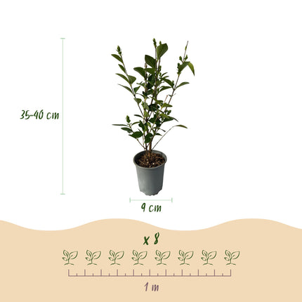 Ligustrum ovalifolium - green foliage - 8 plants - 1 linear meter - evergreen - 9cm pot height 35-40cm