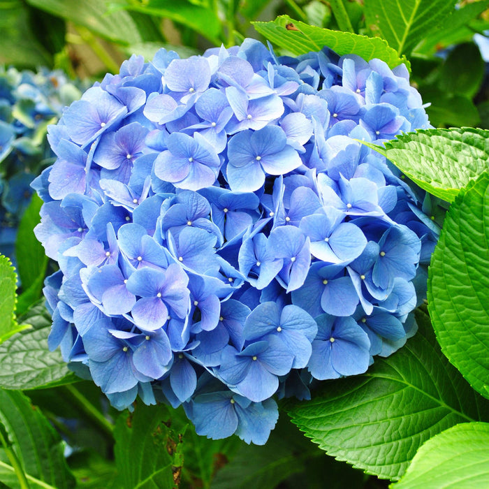 Hortensia - Hydrangea macrophylla Blauw - Bloem Blauw - 3 Planten - 1m2 - Bladverliezend - Weinig Onderhoud - Pot 17cm Hoogte 30cm