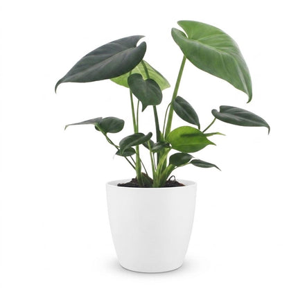 Monstera Deliciosa - Gatenplant - met Potter Wit - Pot 12cm - Hoogte - 30cm