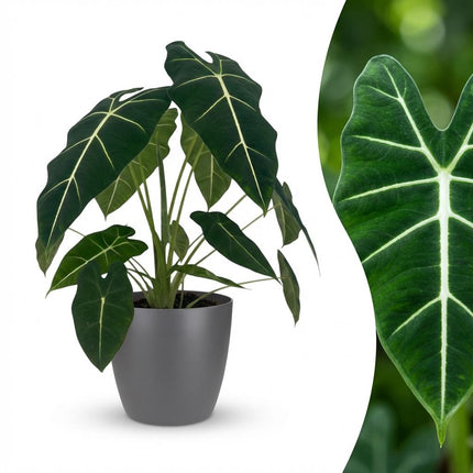 Alocasia Frydek - Elephant Ear - with grey pot - ↕60cm - Ø19cm