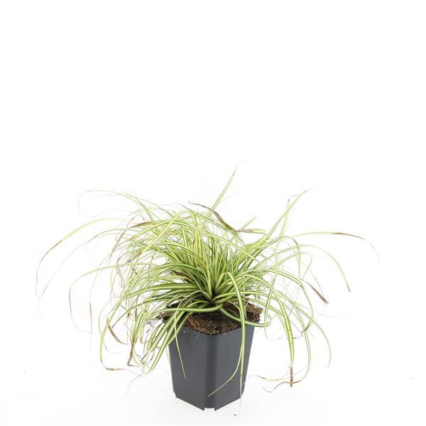Carex oshim. 'Evergold'  - ↕10-25cm - Ø9cm - 24x