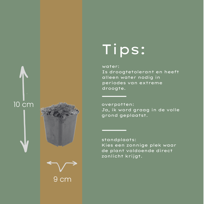 12x Thymus praecox 'Albiflorus' - ↕10-25cm - Ø9cm