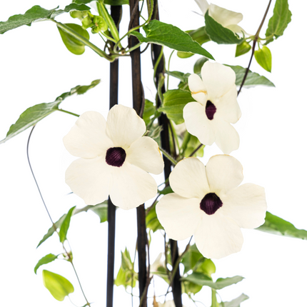 Suzanne der schönen Augen – Thunbergia alata Sunny Susy White – ↕60 cm – Ø13 cm – 4x