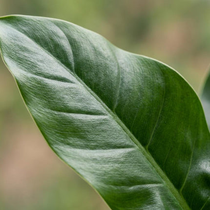 Philodendron Imperial Green - met Mand - ↕65cm - Ø19cm