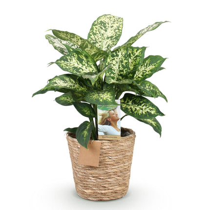 Dieffenbachia Compacta - with basket - ↕45-50cm - Ø17cm