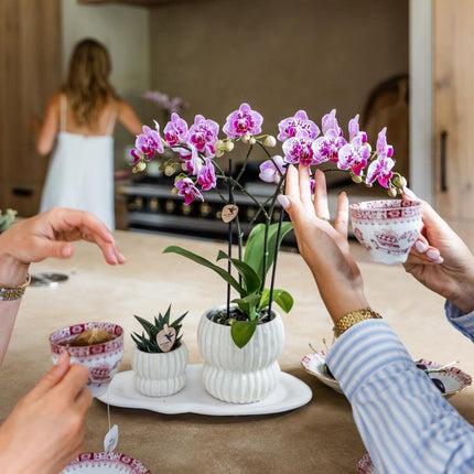 Kolibri Orchids | Roze-paarse Phalaenopsis orchidee - Diamond El Salvador - bloeiende kamerplant - vers van de kweker - Ø9cm