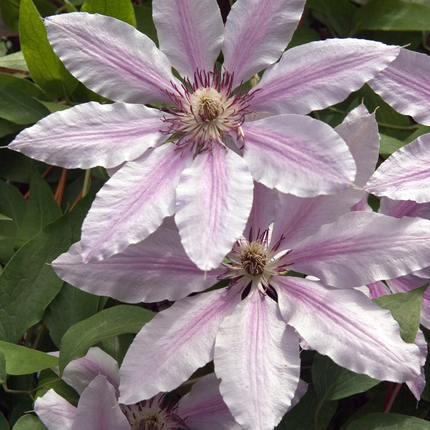 Clematis ‘Hagley Hybrid’ 3x – P9 pot – prachtige roze bloeiende klimplant