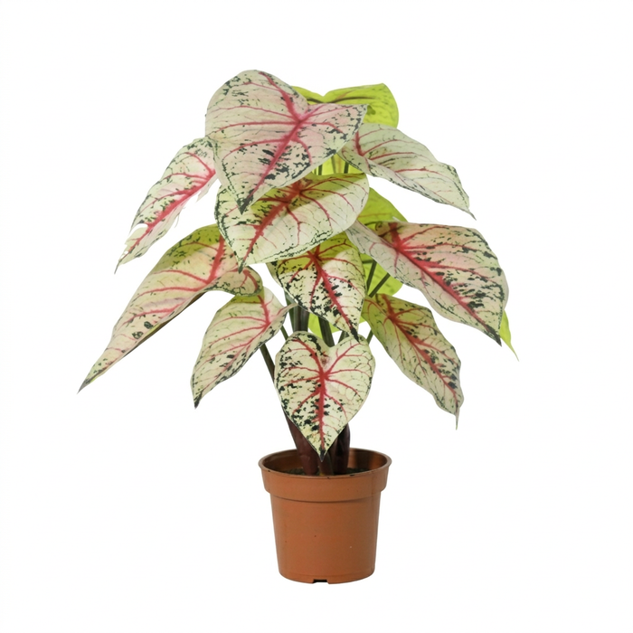 Caladium artificiel blanc/rose - ↕57cm
