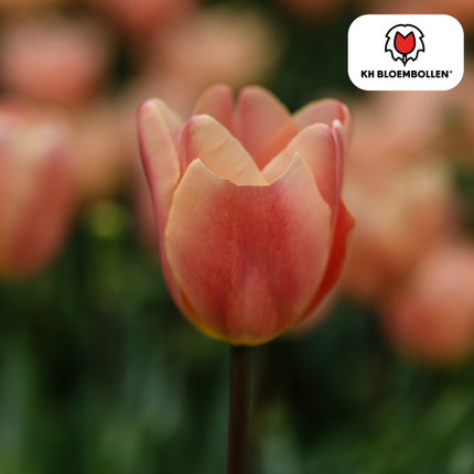 Bulbes de tulipes Apricot Foxx – Lot de 20 | KH Bloembollen® | Tulipe rose saumon – Élégante et à grandes fleurs – Pour jardin ou pot – Calibre 11/12 – Directement du producteur