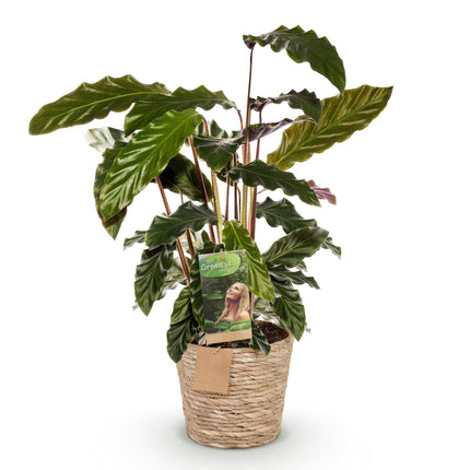 Calathea Rufibarba - Pauwen plant - met mand - ↕55-60cm - Ø17cm