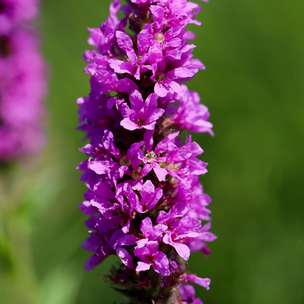Salicaria grande - Lythrum salicaria - ↕10-25cm - Ø9cm - 24x