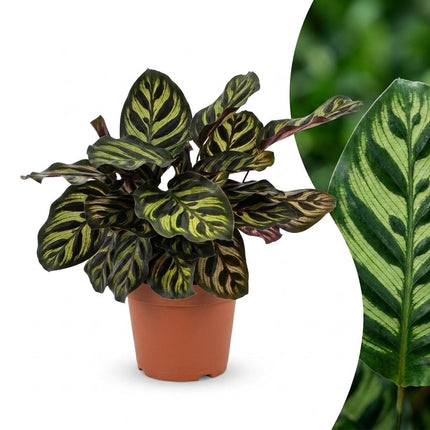 Calathea Makoyana - Pauwenplant - Pot 12cm - Hoogte - 25cm