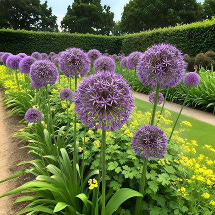Bulbes de fleurs - Allium Christophii - Violet - 15 pièces - Calibre 10/2 - Paquet XXL