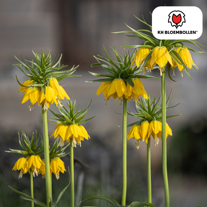 Fritillaria / Keizerskroon Lutea 5 stuks