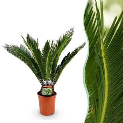 Cycas revoluta - Palm fern - ↕70cm - Ø17cm