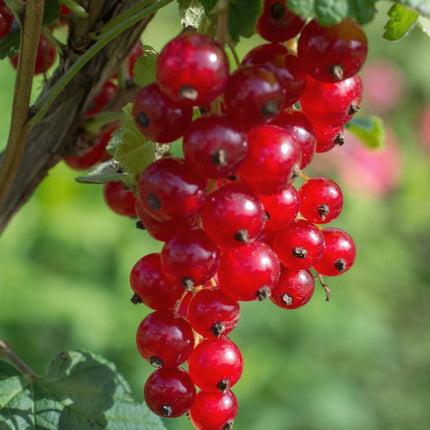Ribes Rubrum „Jonkheer van Tets” - Czerwona porzeczka - ↕45cm - Ø13cm