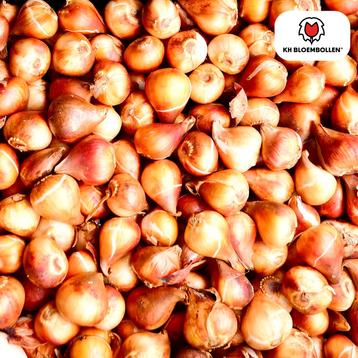 Tulpenbollen Apricot Foxx – 20 Stuks | KH Bloembollen® | Zalmroze Tulp – Elegant & Grootbloemig – Voor Tuin of Pot – Maat 11/12 – Vers van de Teler