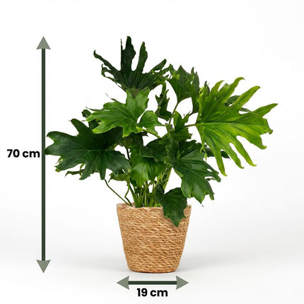 Philodendron Lickety split - met Mand - ↕70cm - Ø19cm