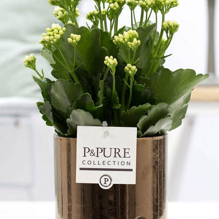 Kalanchoe White In P&PURE Juliette Ceramics Goldbronze - Ø12cm - ↕27cm