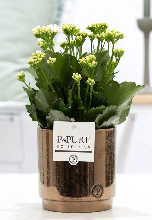 Kalanchoe Blanco En P&PURE Juliette Ceramics Bronce Dorado - Ø12cm - ↕27cm