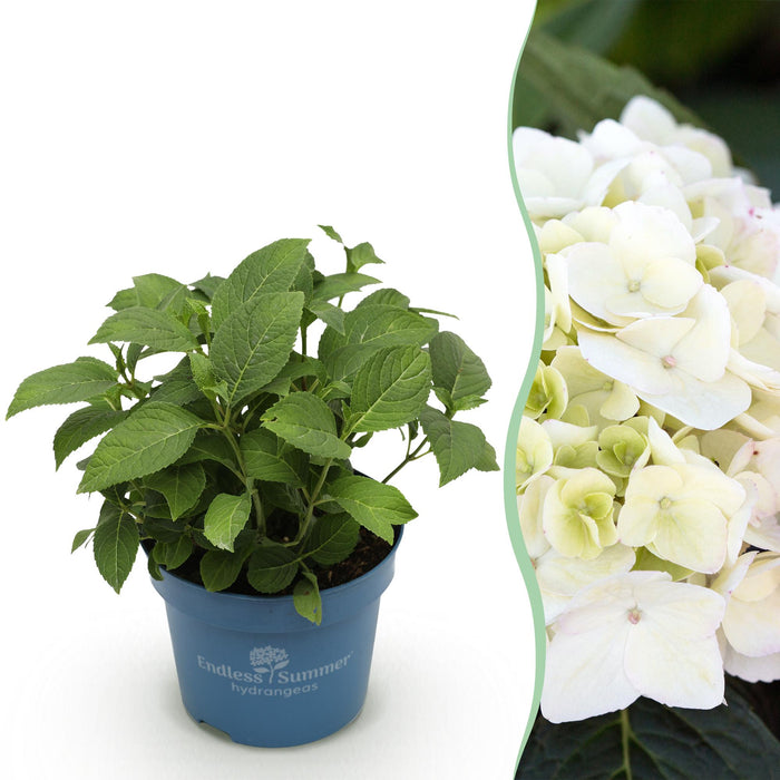Hydrangea Endles Summer The Bride - Hortensia - Wit - ↕20-25cm - Ø14cm
