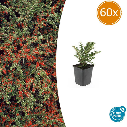 Cotoneaster horizontalis - Vlakke dwergmispel - ↕10-25cm - Ø9cm - 60x