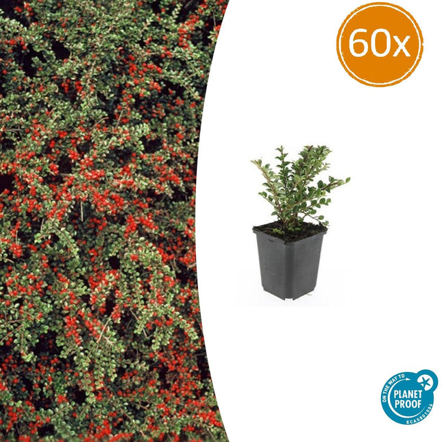 Cotoneaster horizontalis - Vlakke dwergmispel - ↕10-25cm - Ø9cm - 60x