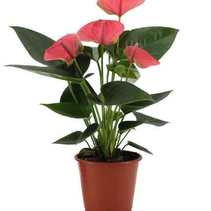 Anthurium Sweet Dream - ↕36cm - Ø12cm