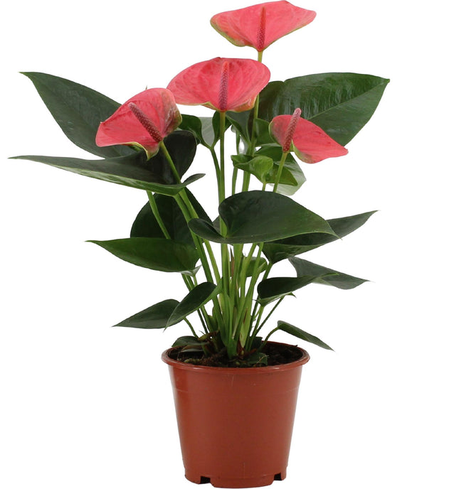 Anthurium Sweet Dream - ↕36cm - Ø12cm