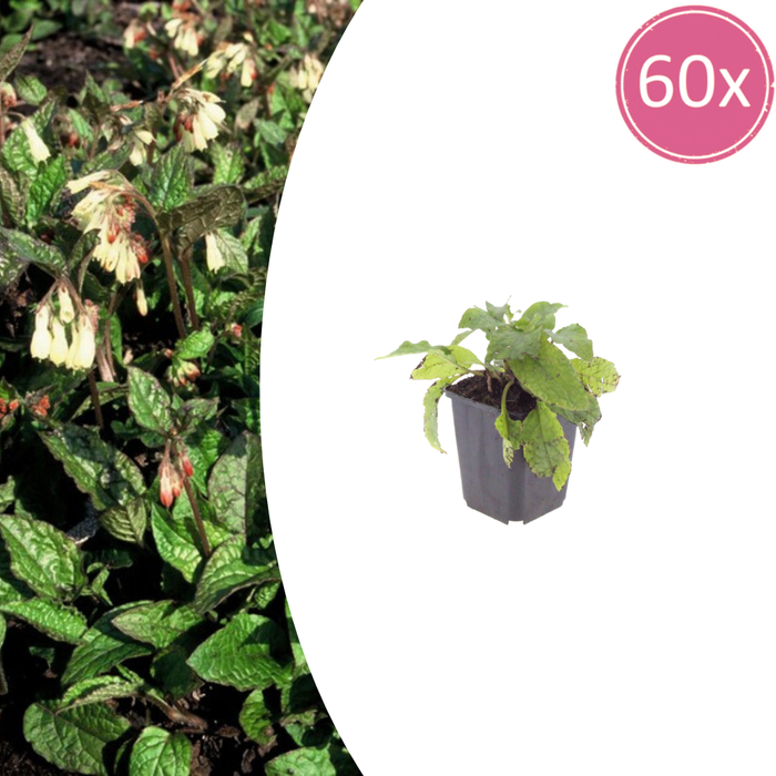 Symphytum grandiflorum - Smeerwortel - ↕10-25cm - Ø9cm - 60x