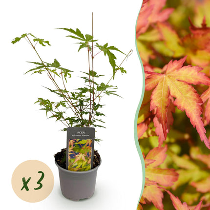Japanese Maple - Acer Palmatum Sangokaku - Green - ↕35cm - Ø12cm - 3x