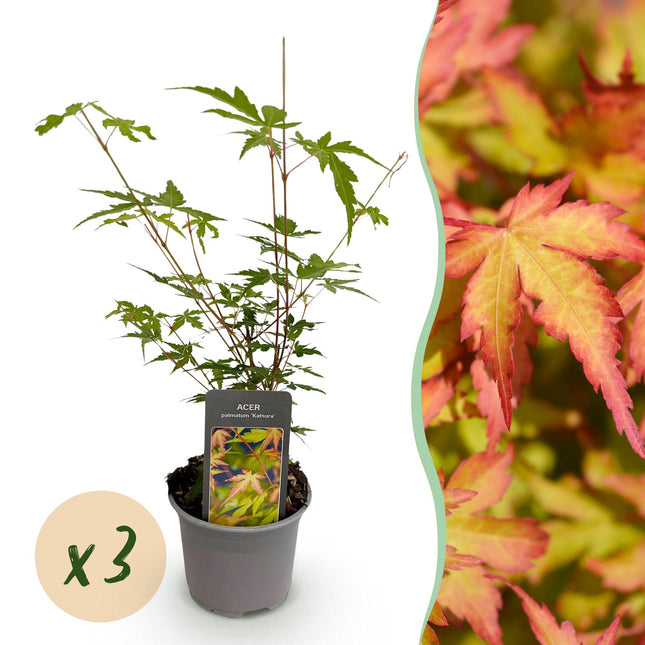 Japanese Maple - Acer Palmatum Sangokaku - Green - ↕35cm - Ø12cm - 3x