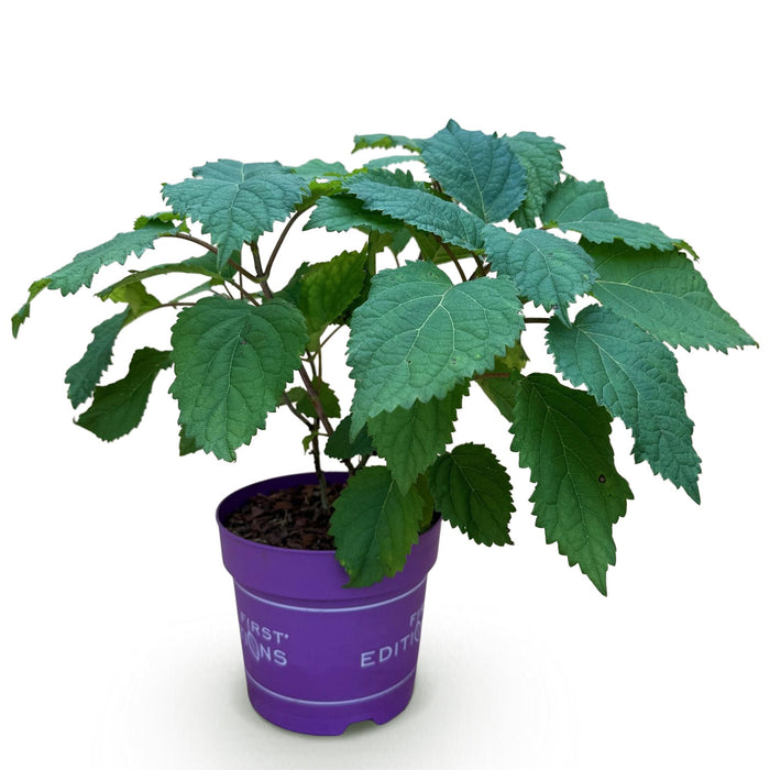 Hydrangea arborescens FlowerWOW - Hortensia - Wit - ↕20-30cm - Ø14cm