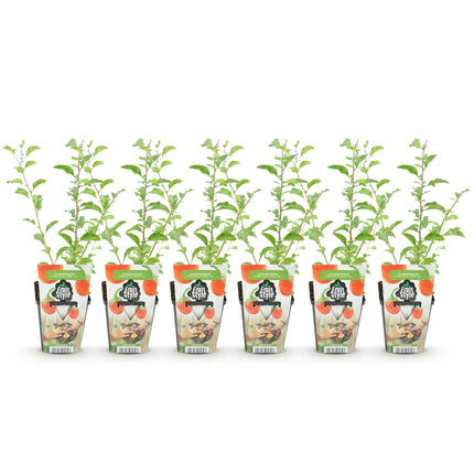 Goji berry - Lycium Barbarum - Hardy - 6 Plants - 9 cm Pot - Orange - Red Fruit