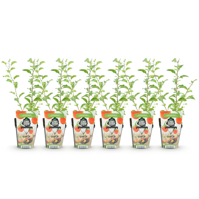 Gojibær - Lycium Barbarum - Hårdfør - 6 planter - 9 cm potte - Orange - Rød frugt