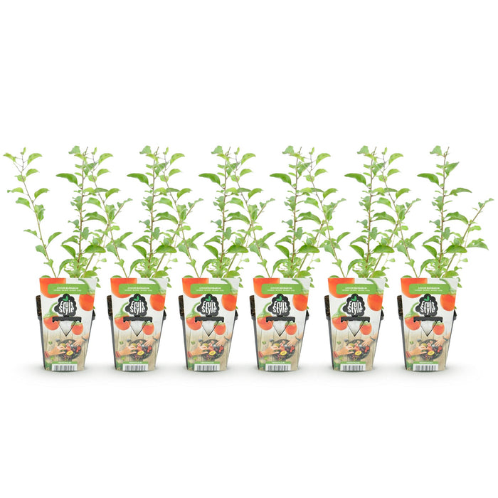 Goijbes - Lycium Barbarum - Rustique - 6 Plantes - Pot 9 cm - Orange - Fruit Rouge