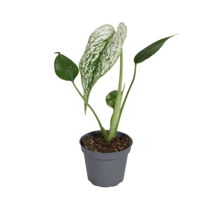 Monstera Devil Monster - Duivelsplant - Groen - Wit - Tropisch - Ø6cm - ↕18cm