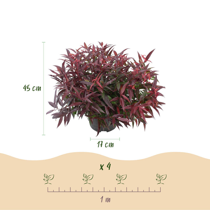 Leucothoe Burning Love - Rood - 2 Planten - Groenblijvend - Weinig Onderhoud - Pot 17cm Hoogte 45cm