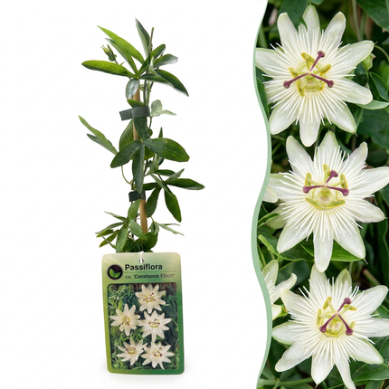 Passiflora ca. 'Constance Elliott' - Passiebloem 'Constance Elliott' 6x  - Wit - Klimplant - Ø9cm - ↕35cm
