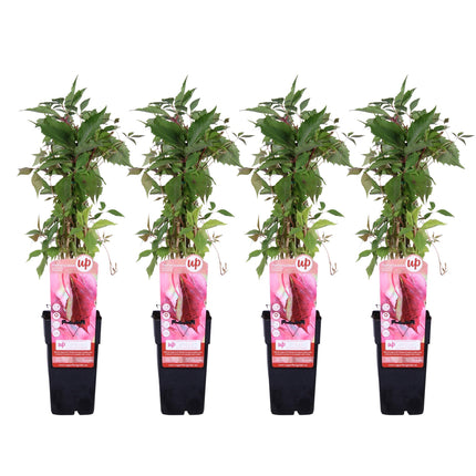 Parthenocissus Quinquefolia 'Engelmannii' - Vid silvestre - ↕65cm - Ø15cm - 4x