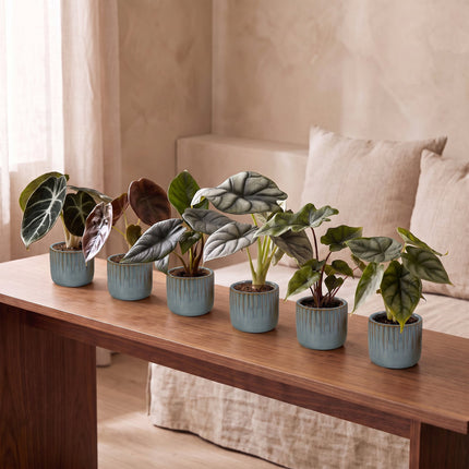Baby Alocasia Familie 6x - Rood - Groen - Zwart - Zilver - Grijs - Tropisch - incl. Linnea Misty Blue - Ø6cm - ↕12cm