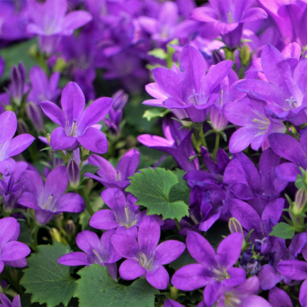 Campanula portenschlagiana - Dalmatian bellflower - ↕10-25cm - Ø9cm - 12x