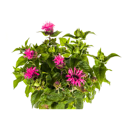 Monarda Didyma Rosa Ø19cm - ↕45 - 60cm