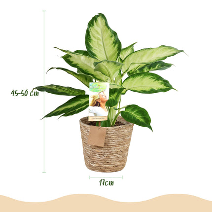 Dieffenbachia Camilla - with basket - ↕45-50cm - Ø17cm - 2x