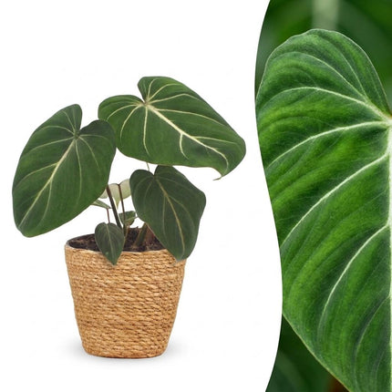 Philodendron Gloriosum - Glorie Philodendron - met Mand - ↕25cm - Ø12cm