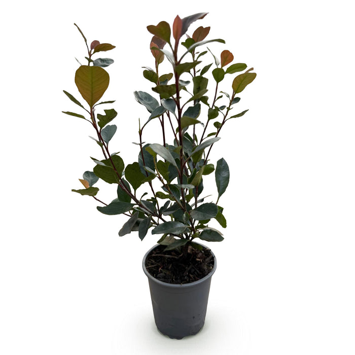 Photinia Lille Rødhals - 1 Løbemeter - ↕30-35cm - Ø9cm - 8x