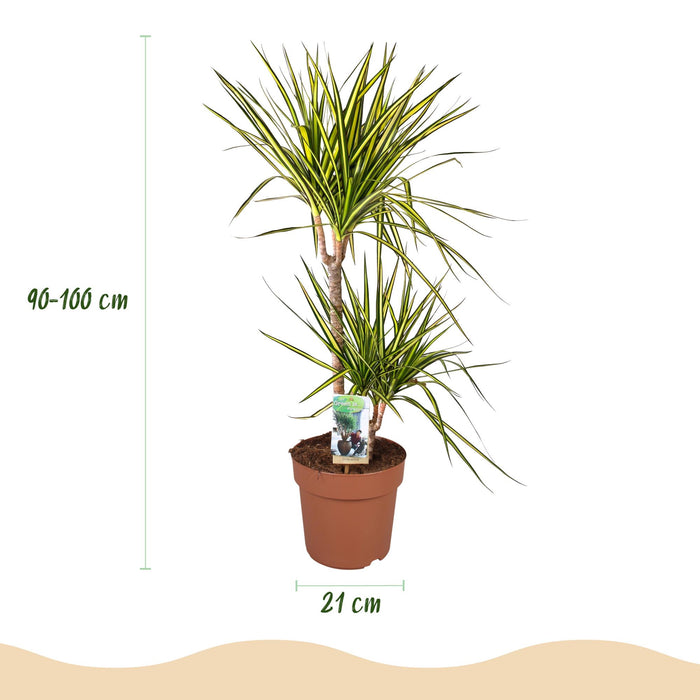 Dracaena Sunray - Drakenbloedboom - met witte plantenpot - ↕90-100cm - Ø21cm