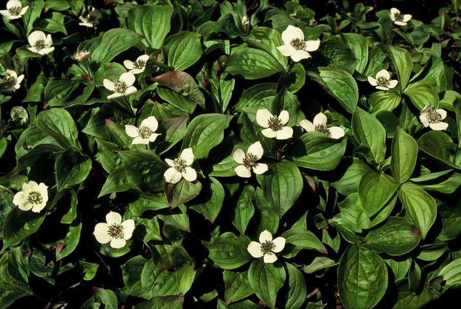 Cornus canadensis - ↕10-25cm - Ø9cm - 48x